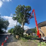 Sycamore tree removal with MEWP