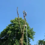 Tree rigging